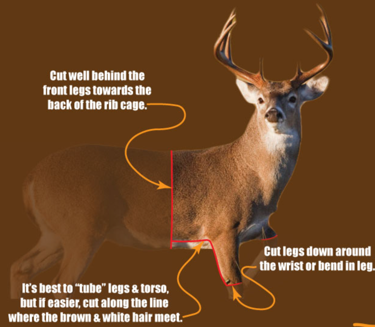 Diagram of a whitetail buck showing where to cut: around the body behind the front legs, down the legs to the wrist, and along the line where brown and white hair meet.