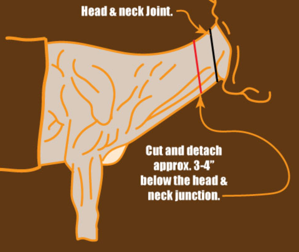 Diagram of a skinned cape showing the head and neck joint, with a cut line about 3 to 4 inches below it.
