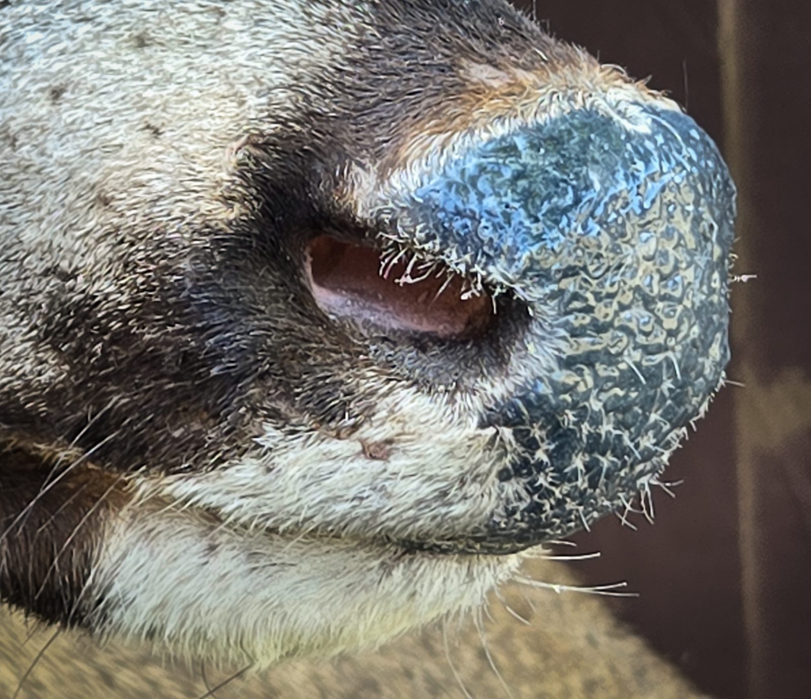 Nose detail