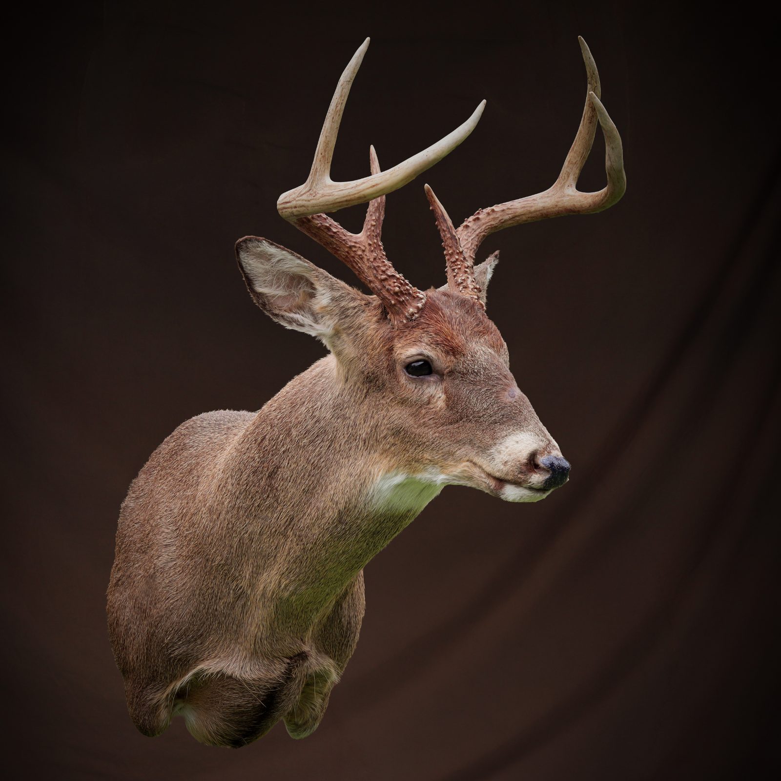 2026 Williamson County, IL Buck
