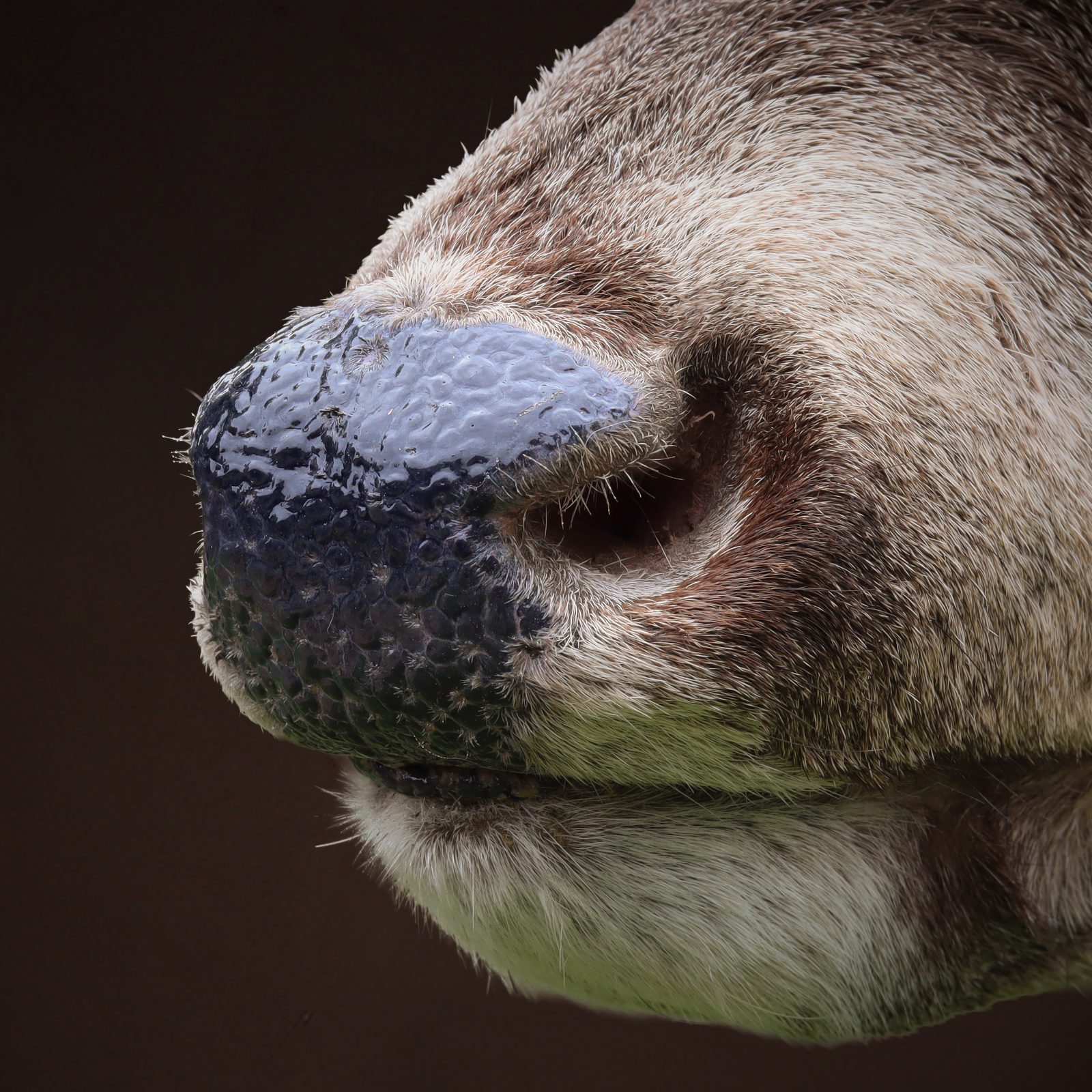 Nose detail